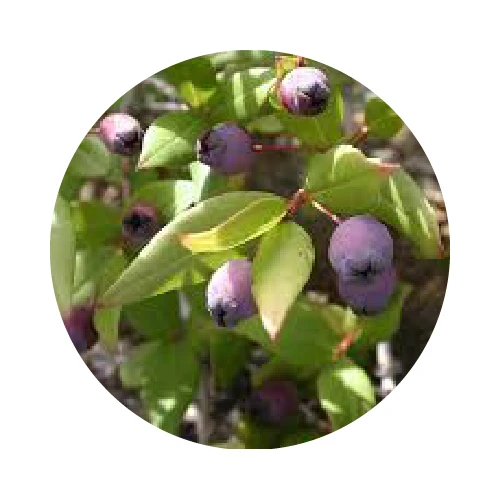 POLYPHÉNOLS (extrait du Myrte)